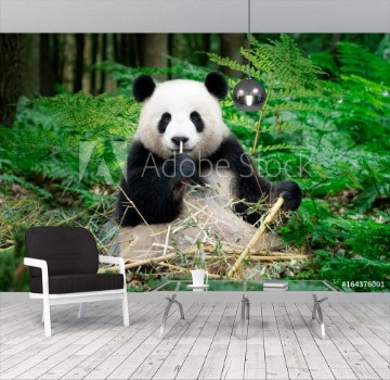 Image de Nice Panda sitting at the rainforest